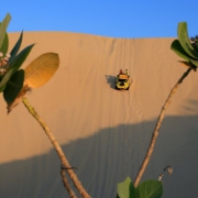 palmeras