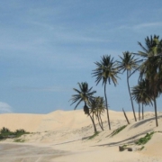 palmeras